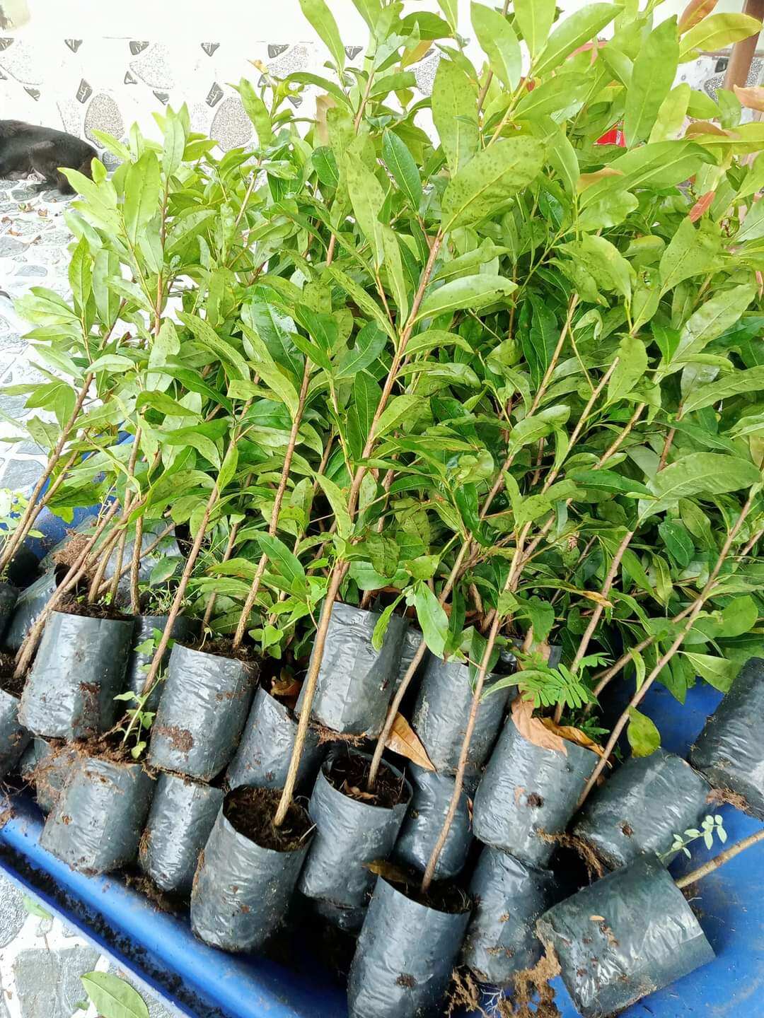 Mai Bí quấn rễ chuẩn 4_5 múi ( Cao từ 100_160cm )