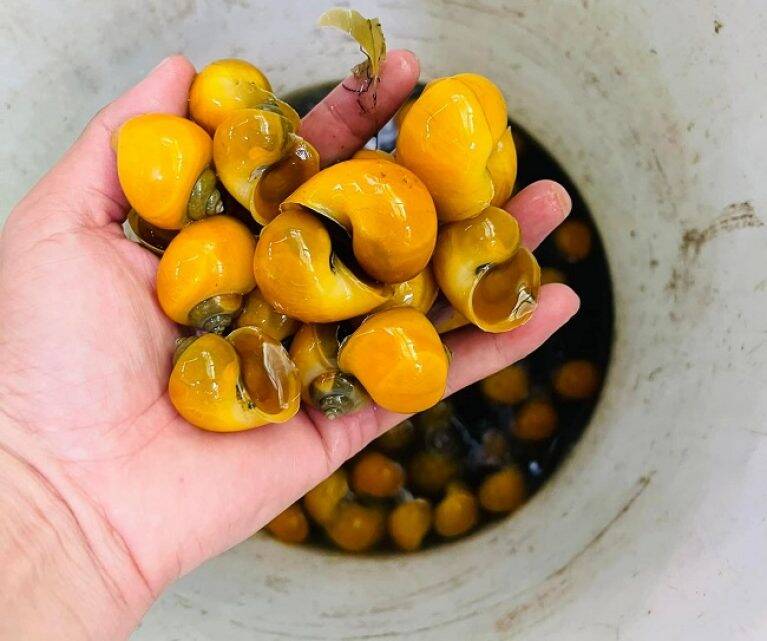10 nhánh ấu thái và 5 bé táo