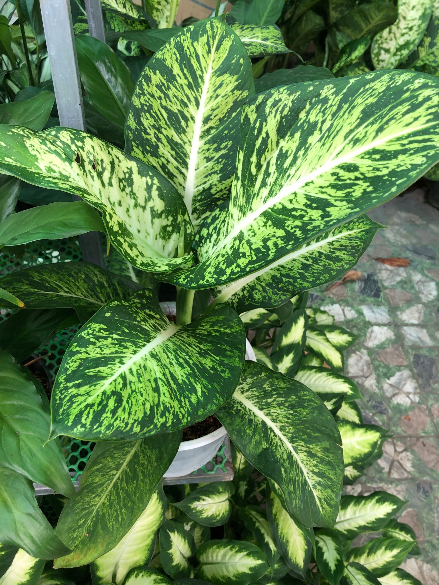 Cây vạn niên thanh sao sáng