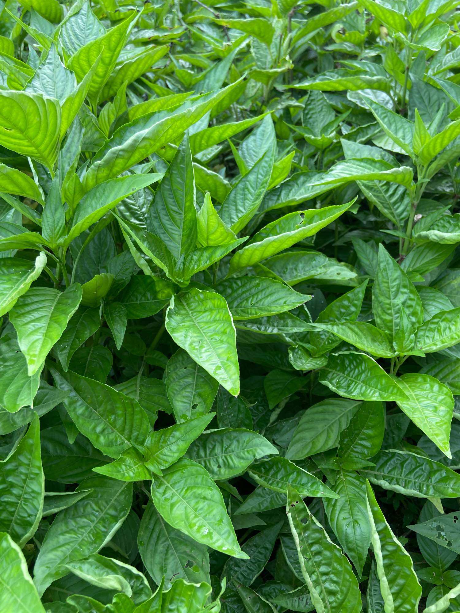 0,5kg lá cẩm tím tươi (nhánh già có thể giâm làm giống)