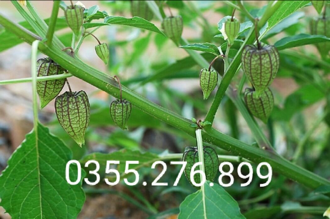 Chuẩn cây tầm bóp khô 1kg