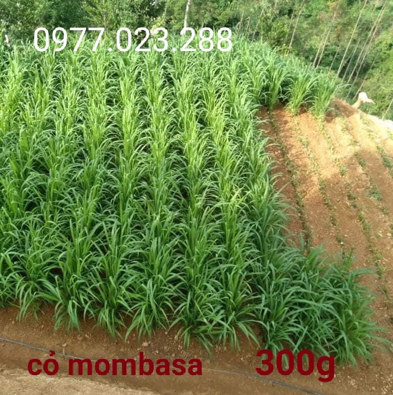 Cỏ sả lá lớn ghine mombasa 300g thái lan