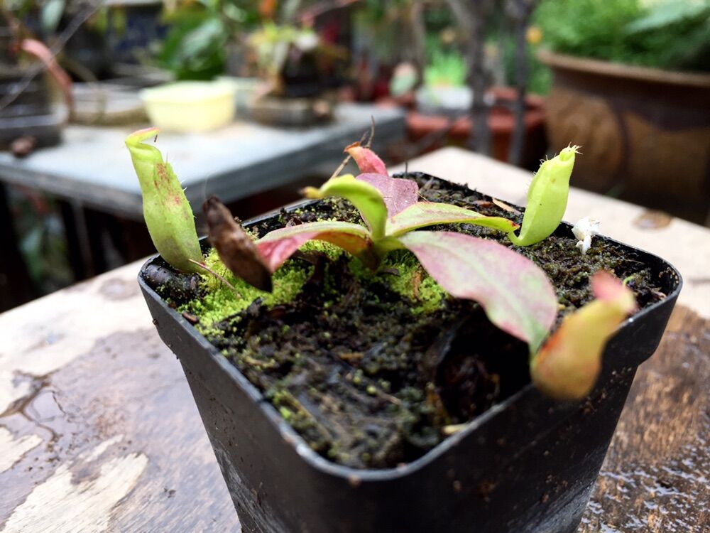 Cây nắp ấm nhỏ
