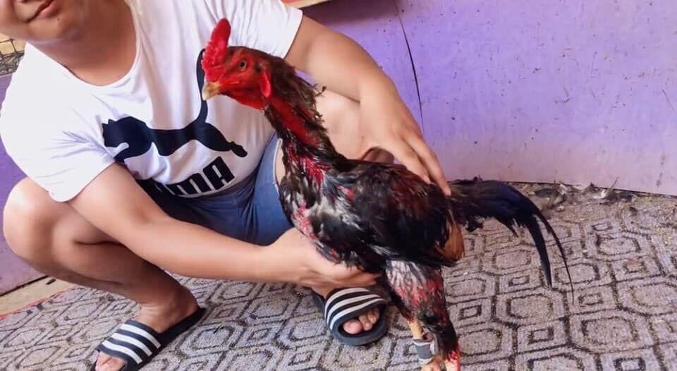 Nhân Sâm - Bồi Bổ cho Gà chiến