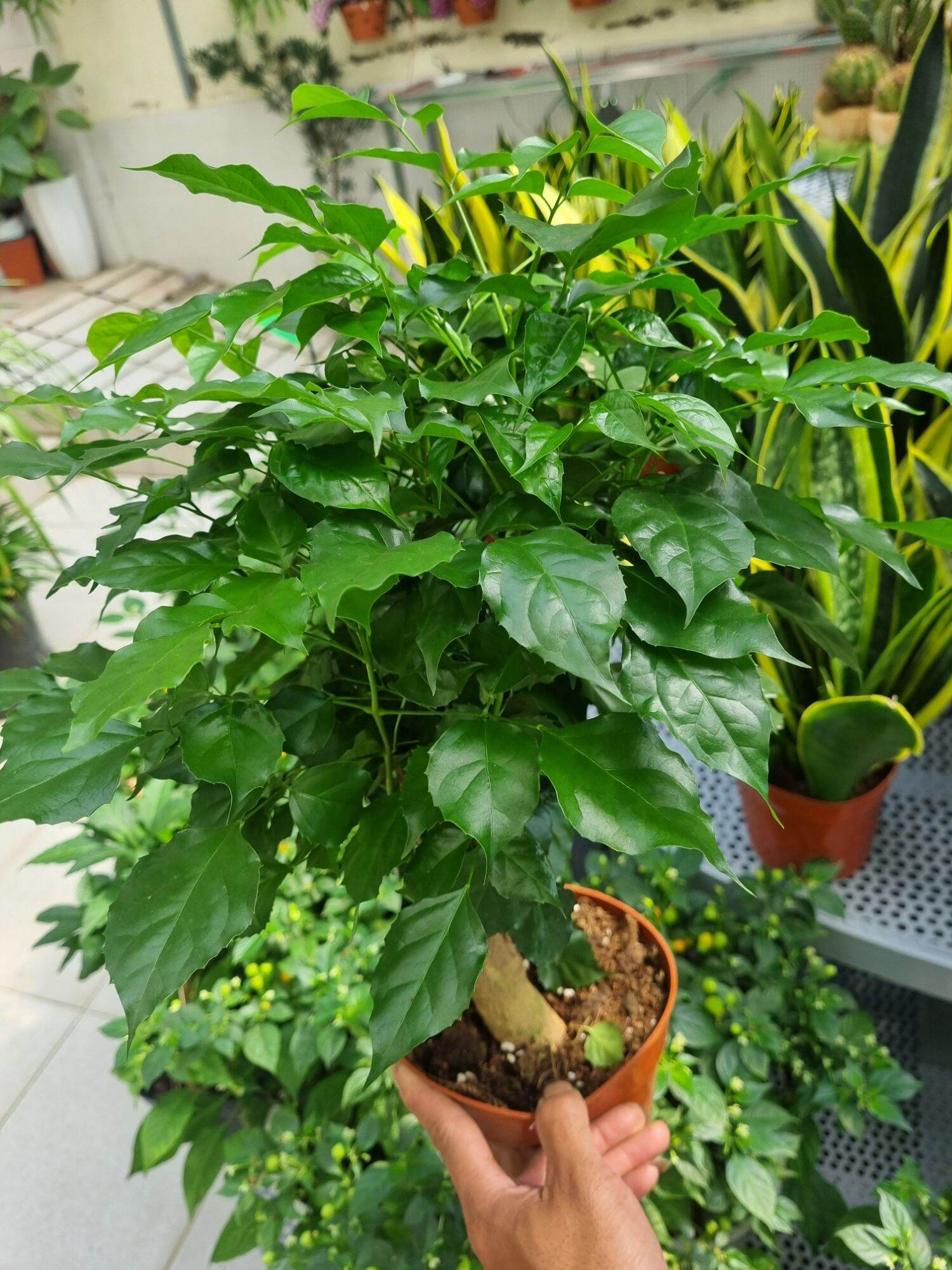 Chậu Cây hạnh phúc  - cây để bàn