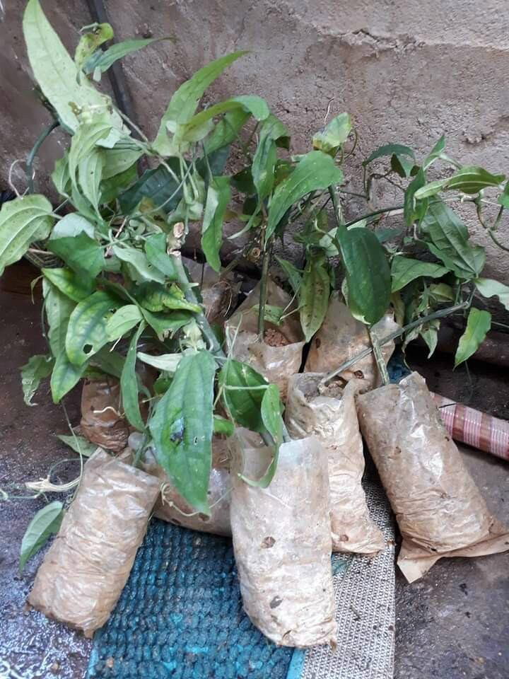 Cây giống hoa mong cop vàng bầu đất