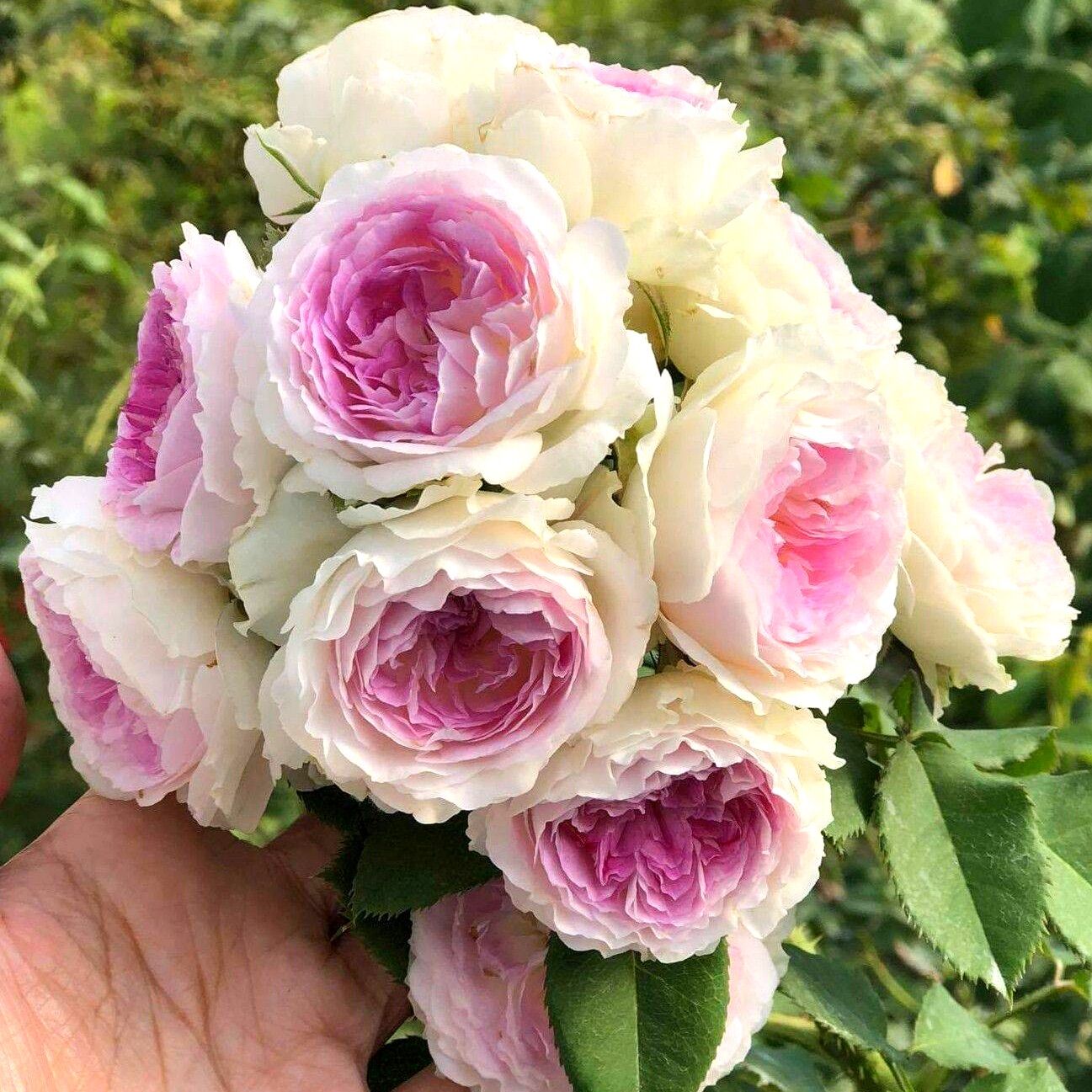 Hoa hồng Blue Moonstone Rose - hồng bụi, hoa thơm, siêu chùm