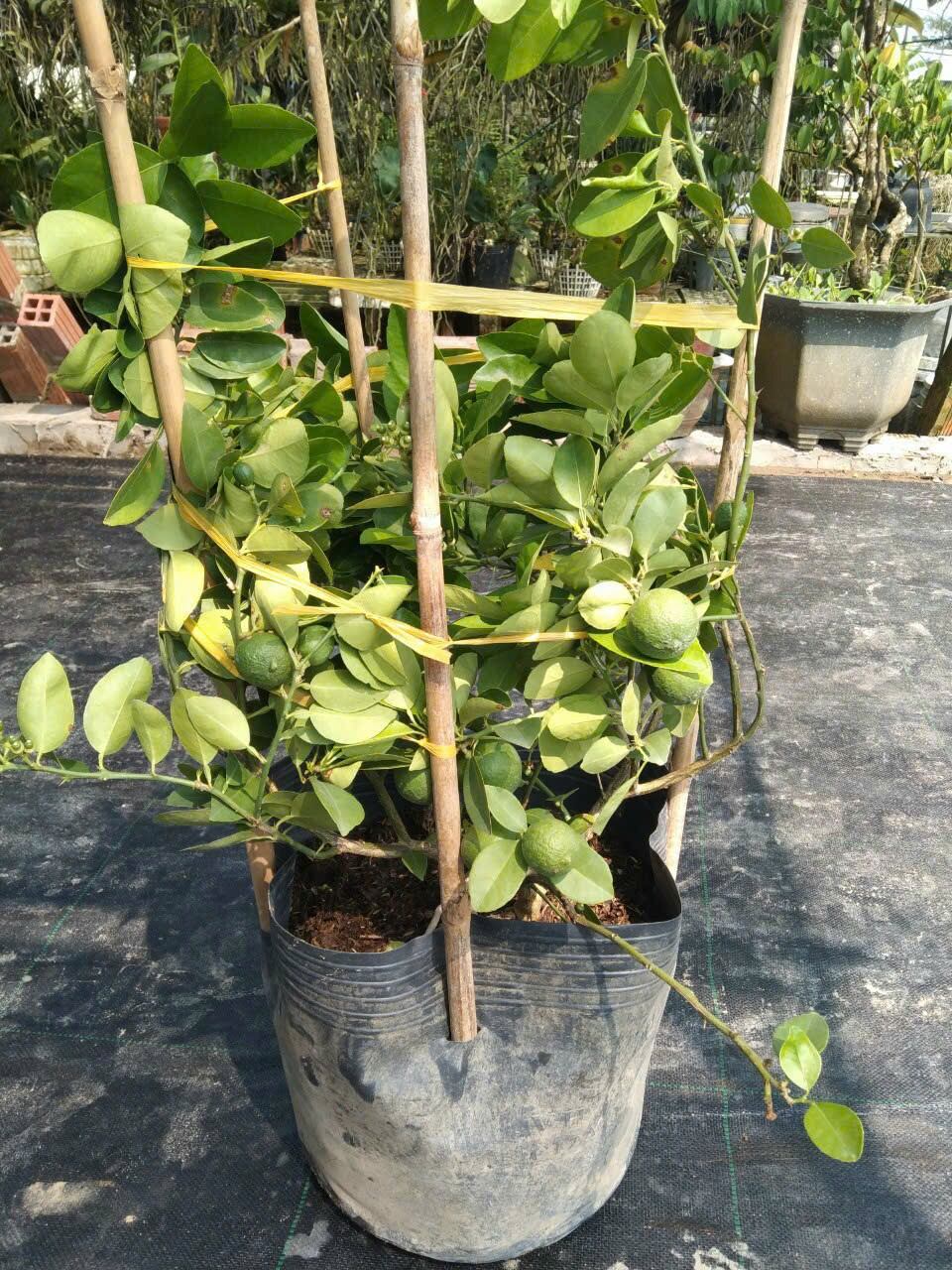 Cây Chanh Giấy đang trái