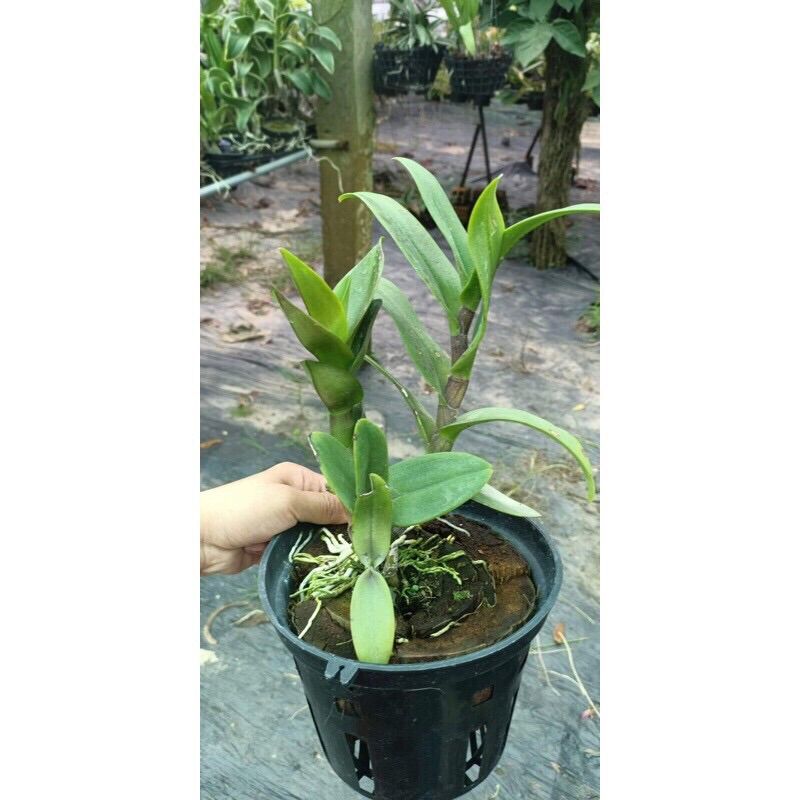 (1 chậu) Hoa lan dendro chớp vàng đỏ - tỷ lệ xổ chớp 5%