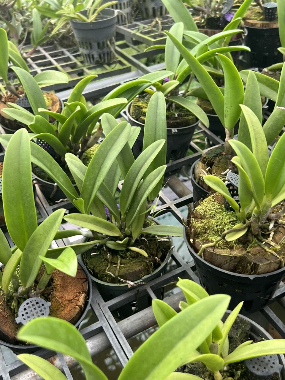 Hoa Lan Brass Hawaii thơm đang nụ đẹp