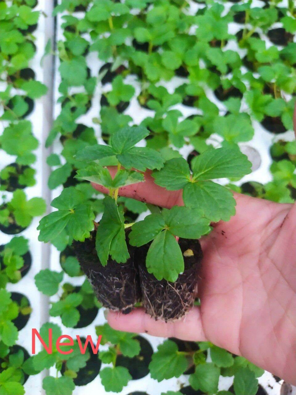 Combo 10 cây dâu cấy mô new trong vỉ