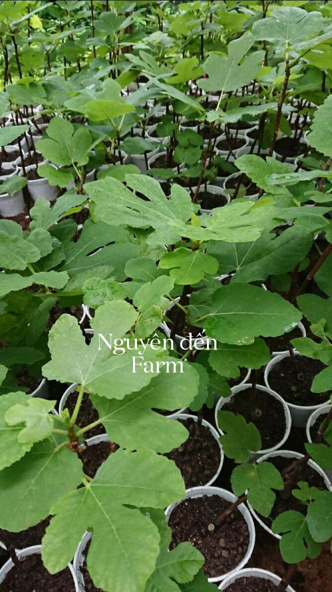 giống sung Mỹ -cẩm thạch Panachee tiger