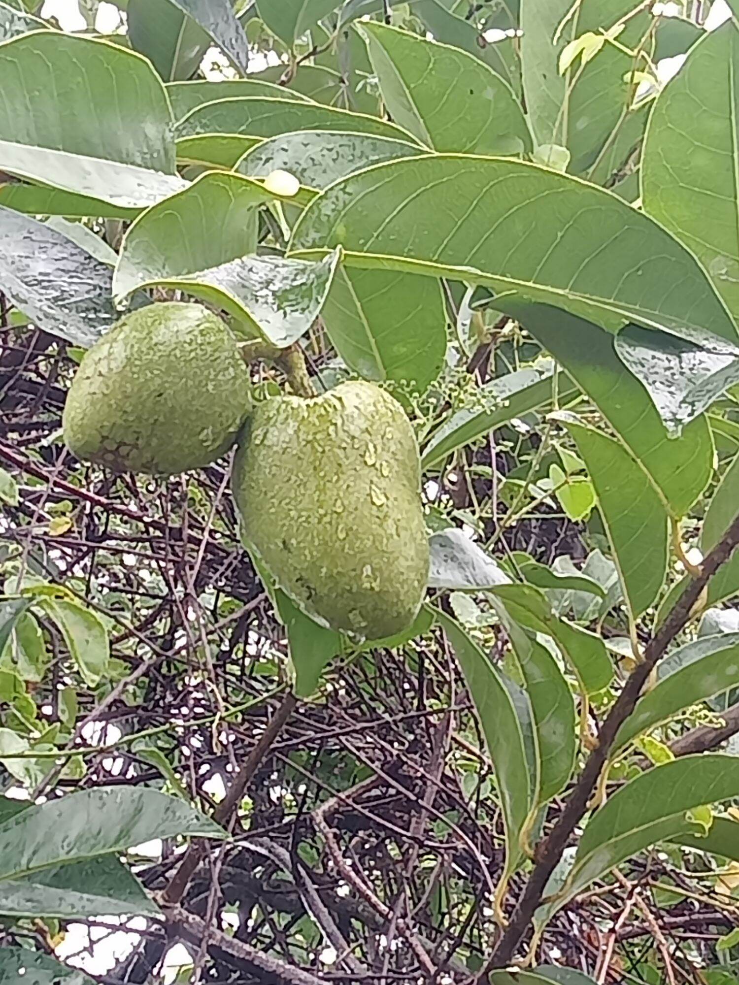 Trái bình bát sống 1kg