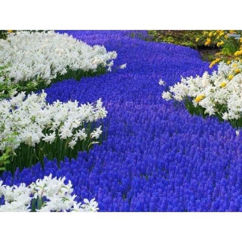 Củ hoa chuông(nho lục bình ,muscari ) set 5 củ HOA TẾT