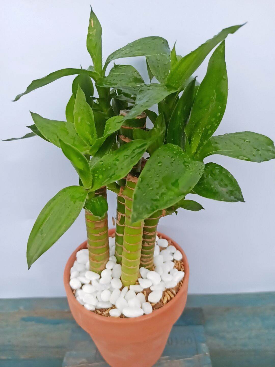 Cây trúc phát lộc mang lại may mắn để bàn, trang trí văn phòng hoặc căn nhà của bạn