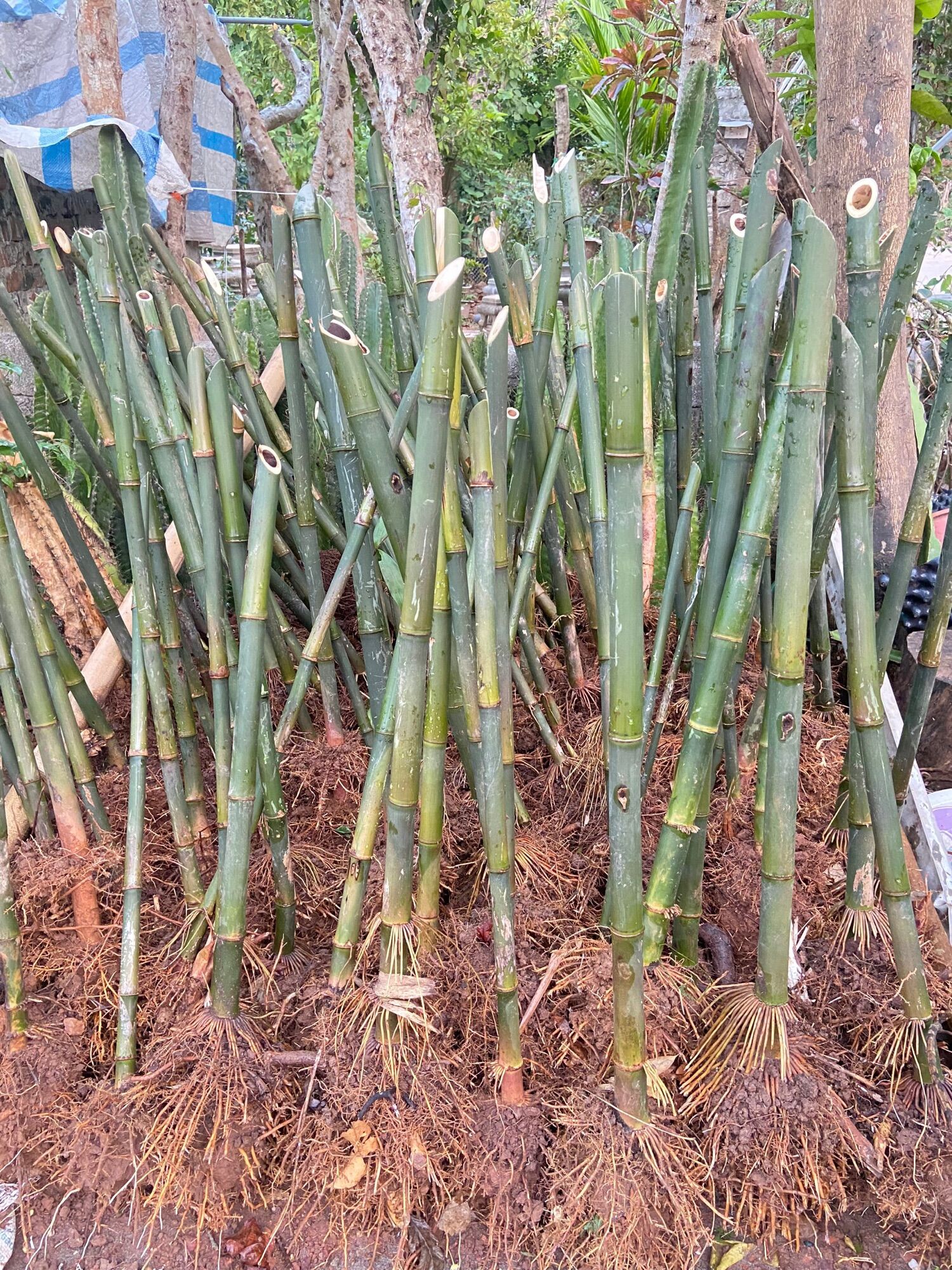 Cây tre xanh(tre đắng ) cây giống