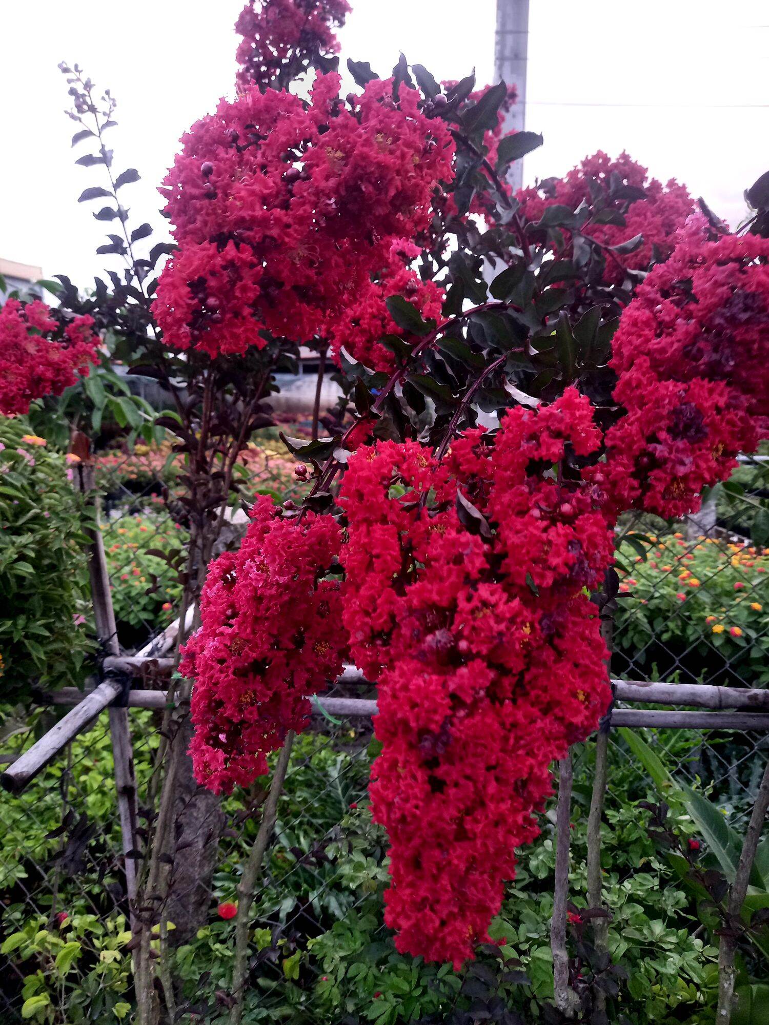 Cây tường vy huyết long