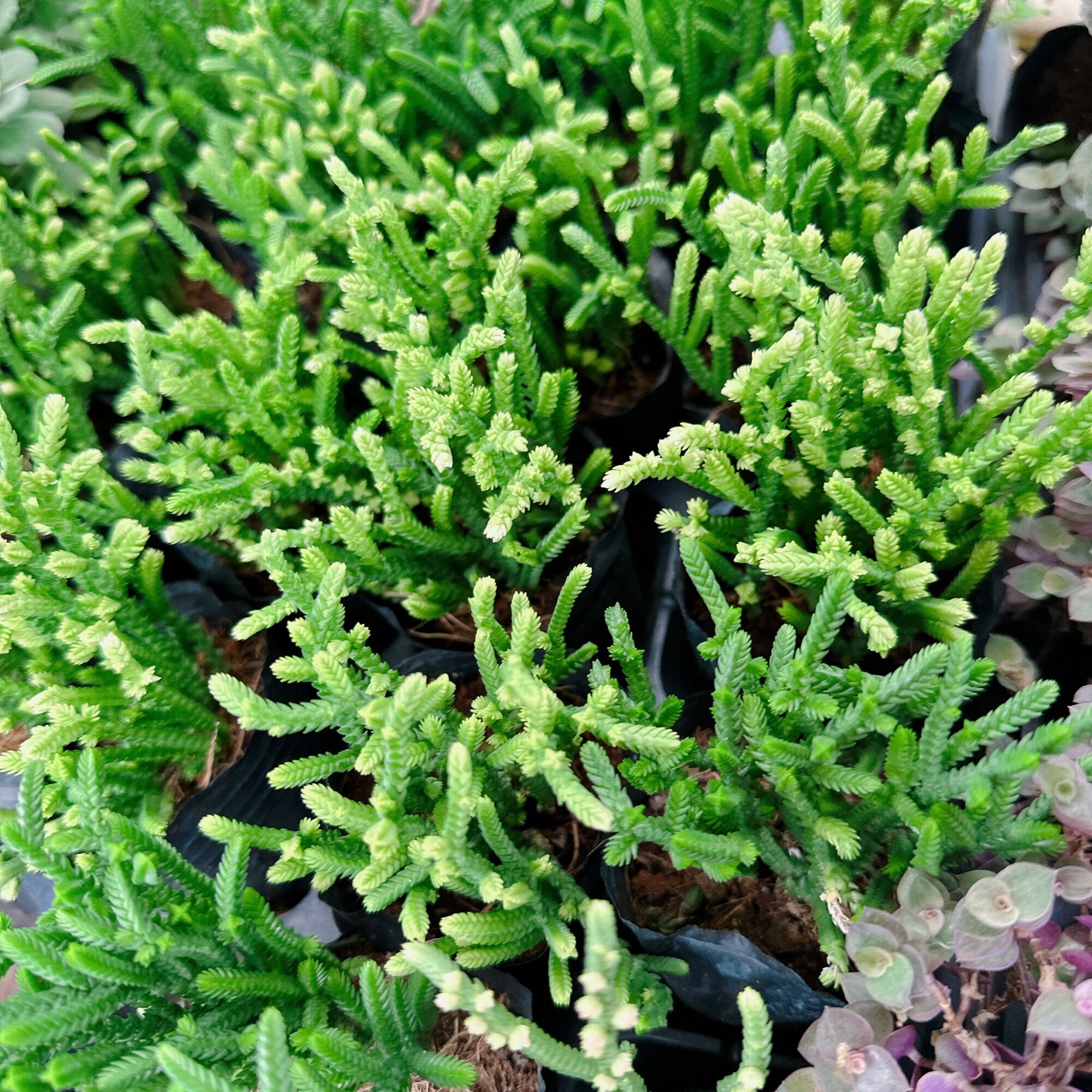 Sen đá trúc size bầu 3-5 cm