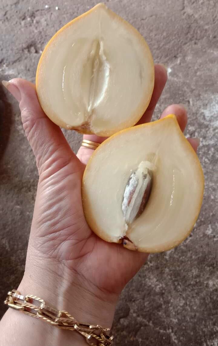 vú sữa hoàng kim