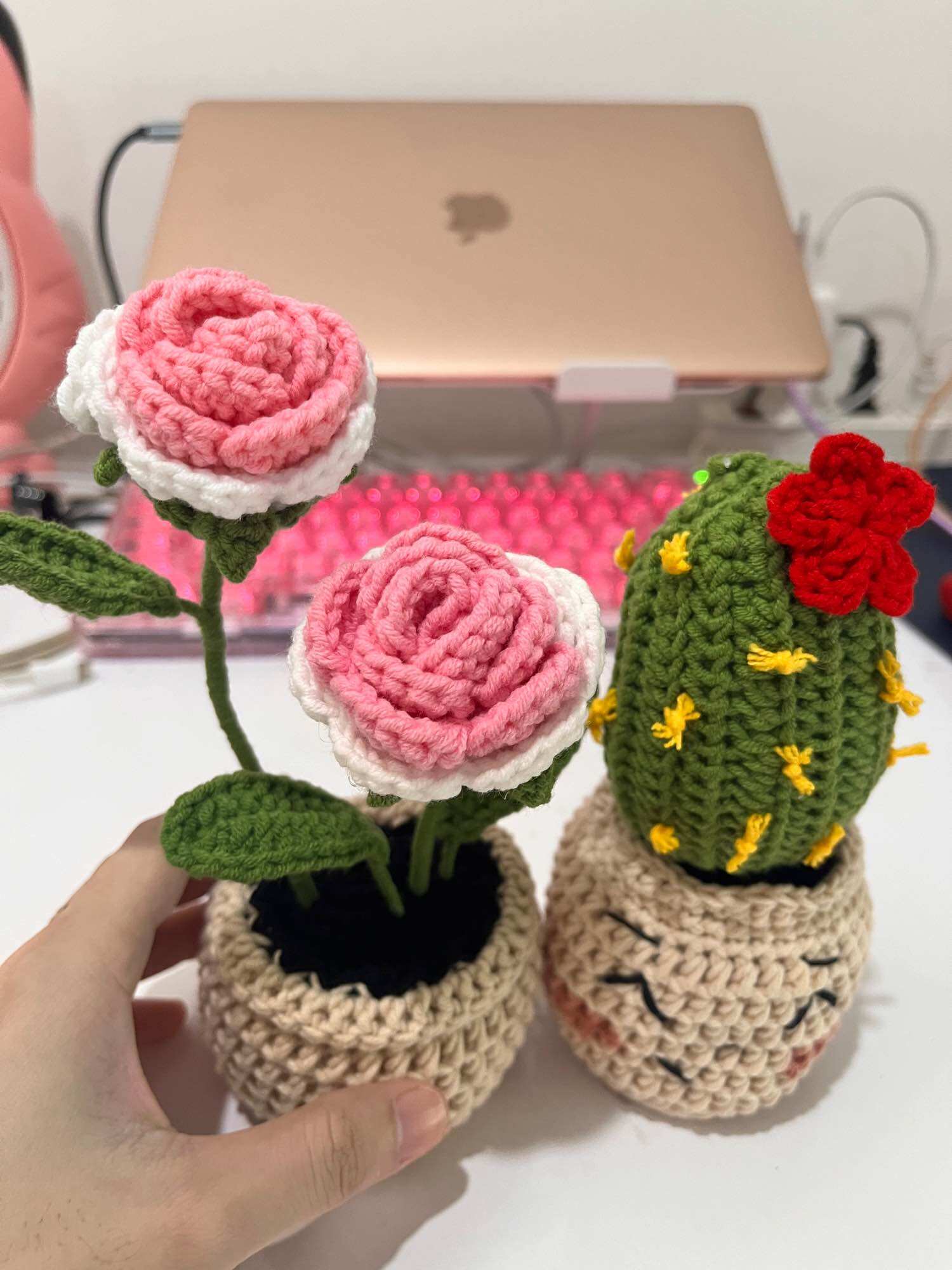 Two-color roses potted flowers