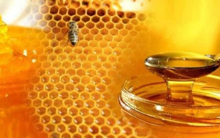 Honey bee