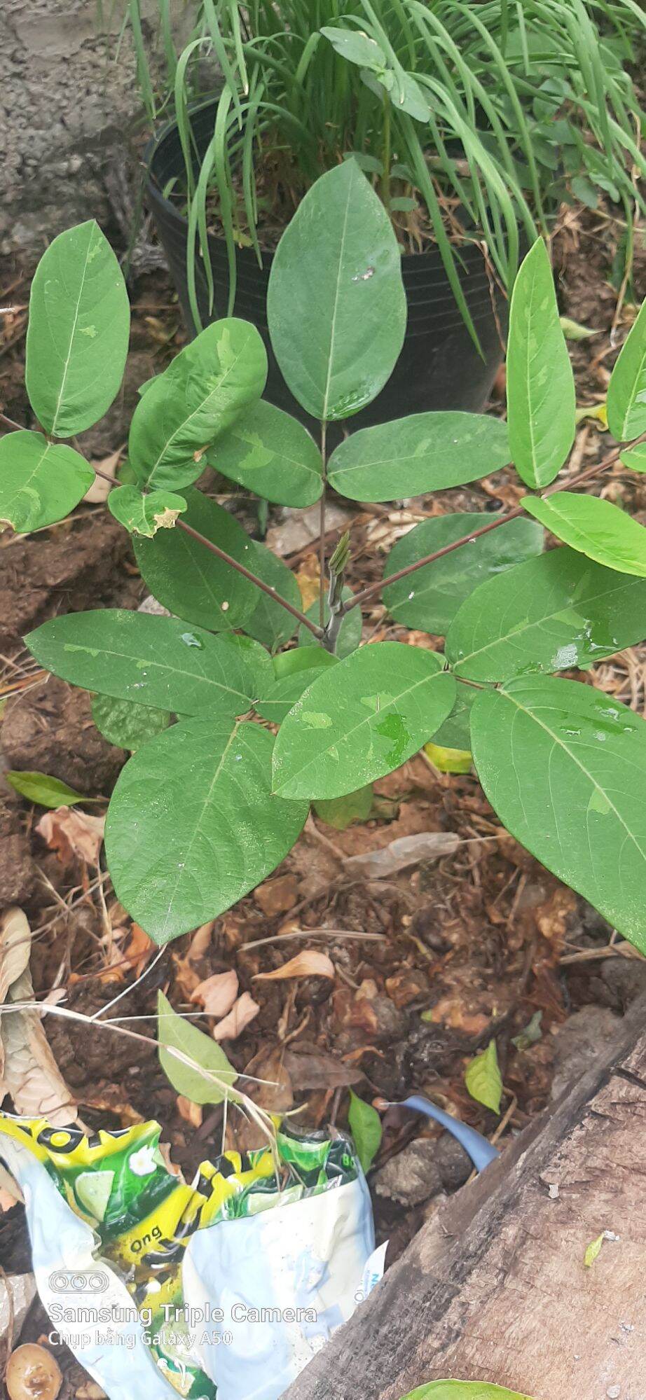 Cây giống đuôi chồn (3_5 cây hầu vỹ tóc )