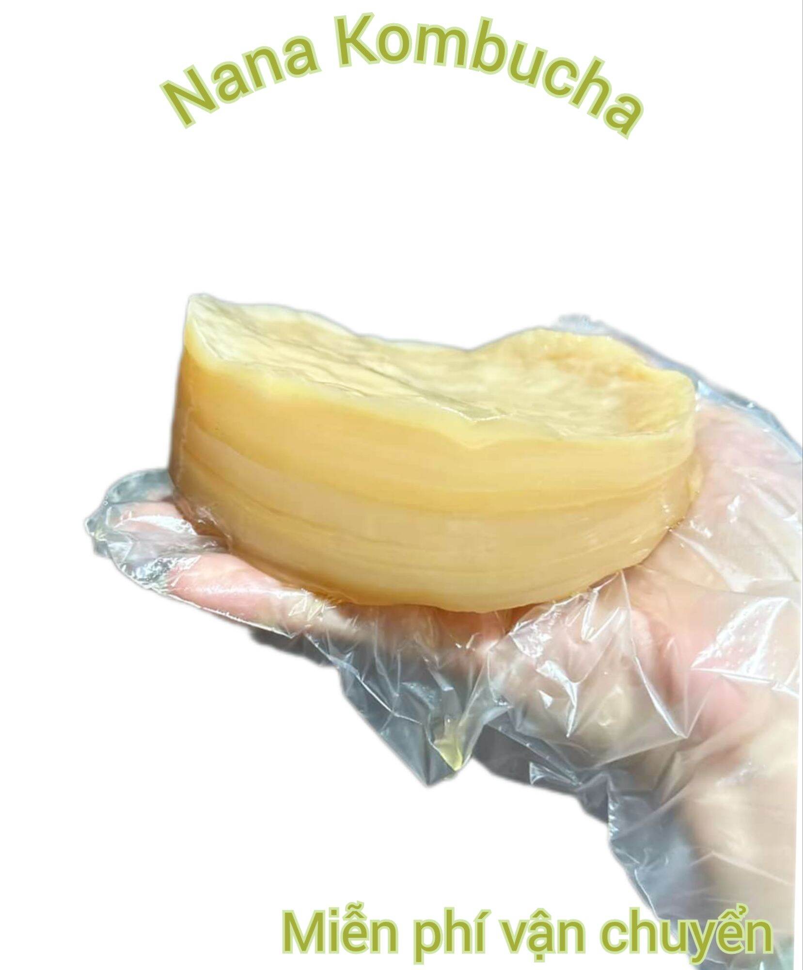 Scoby + nước mồi làm trà kombucha hũ 2 con nấm