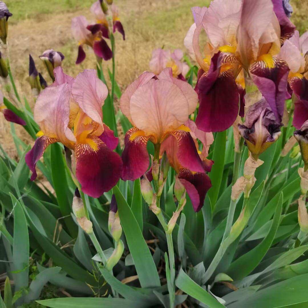 Củ hoa diên vĩ Hà Lan hiếm iris