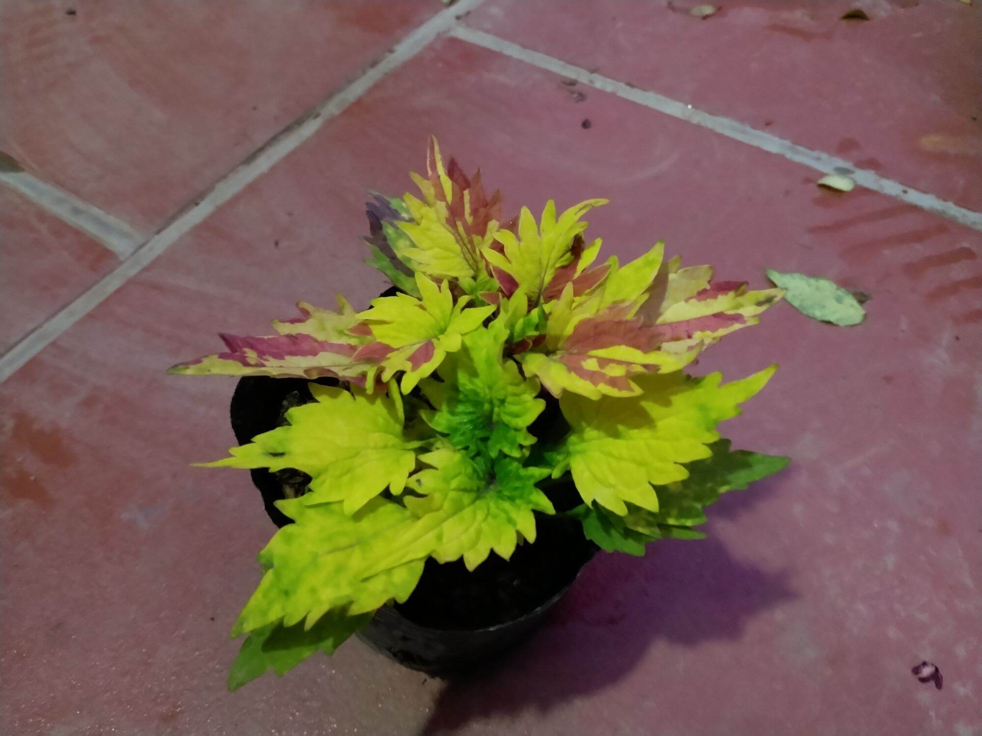 Cây lá gấm, lá màu
