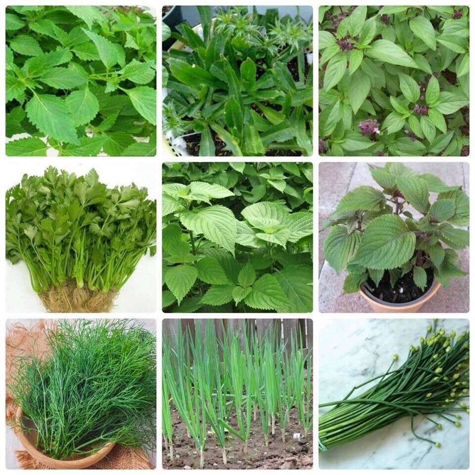 Các loại hạt giống rau cải
