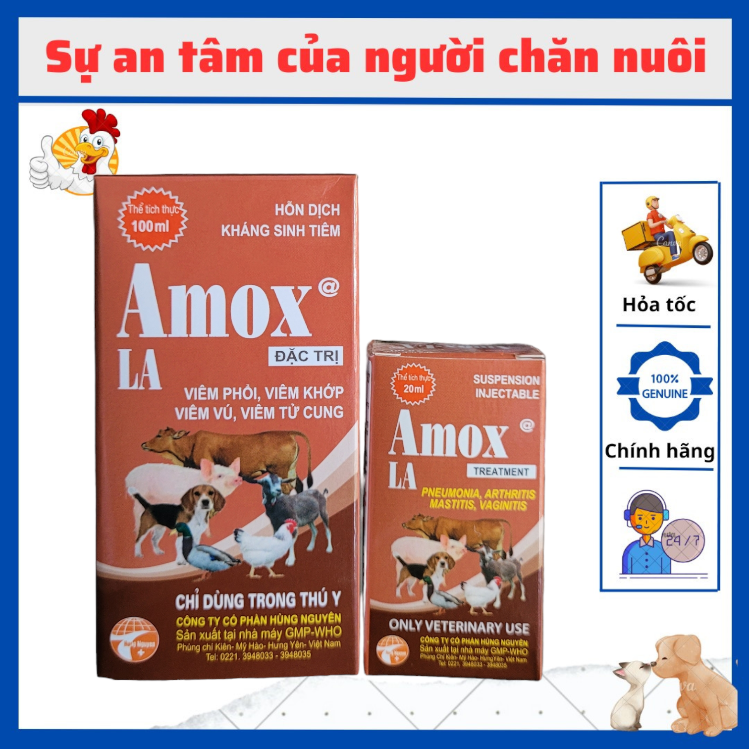 [Thú Y] AMOX LA 100ML: Chống nhờn thuốc, trị viêm: khớp, vú, tử cung