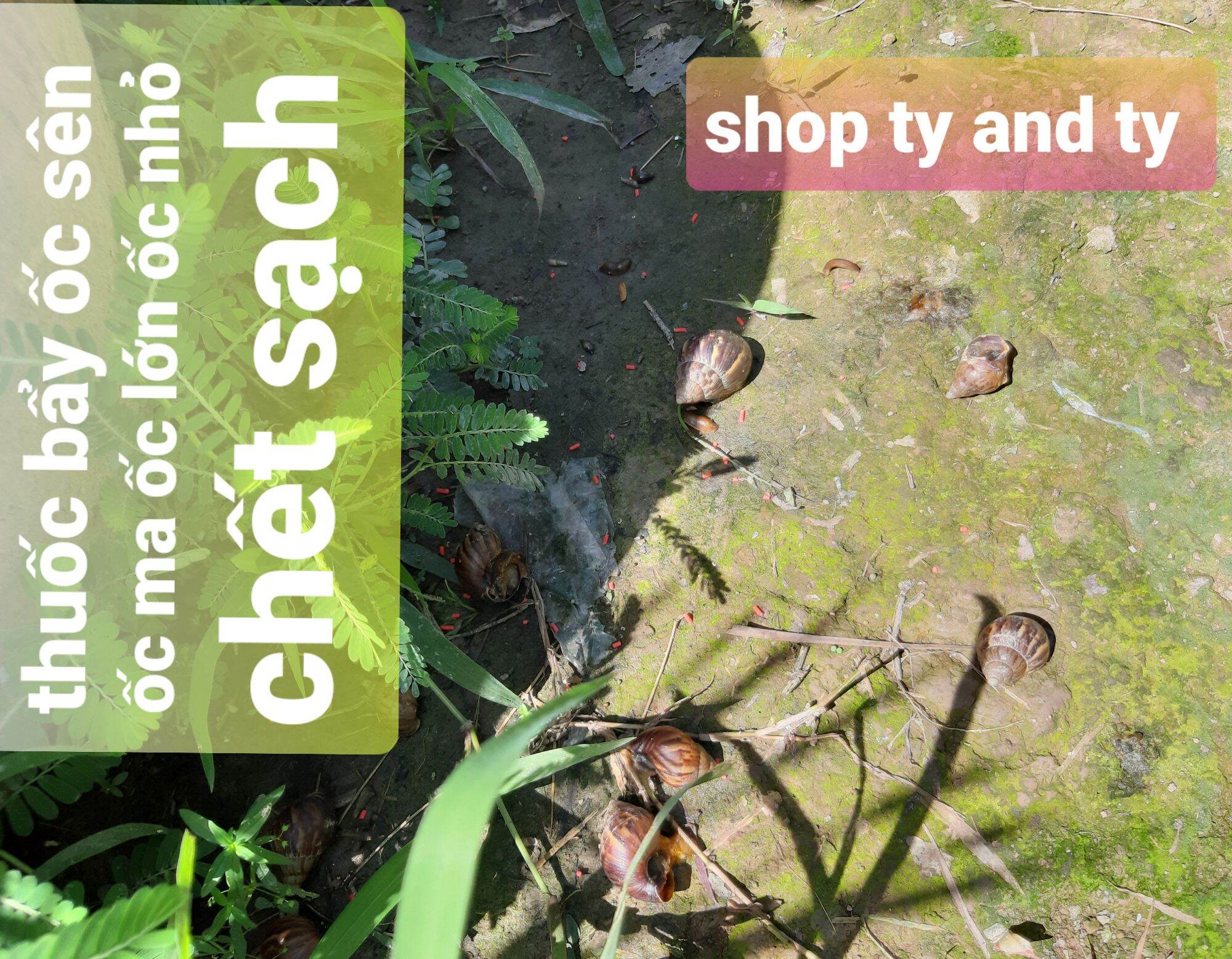 thuốc bẩy ốc sên ốc ma 100g