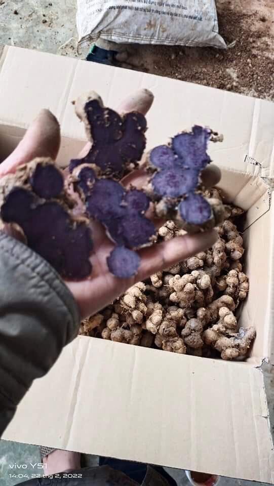 Gừng đen tươi 1kg