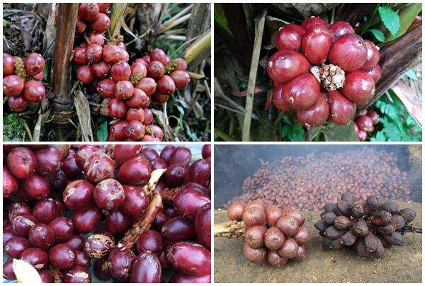 Thảo quả tươi ngâm rượu túi 500gr