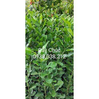 CÂY GIỐNG CHANH THÁI / CHANH CHÚC / CÂY CHÚC