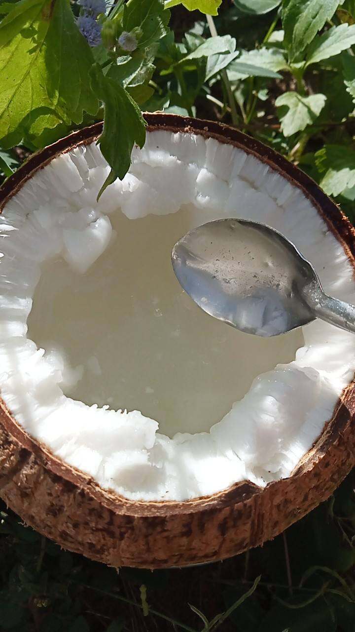 dừa sáp đặc sản trà vinh