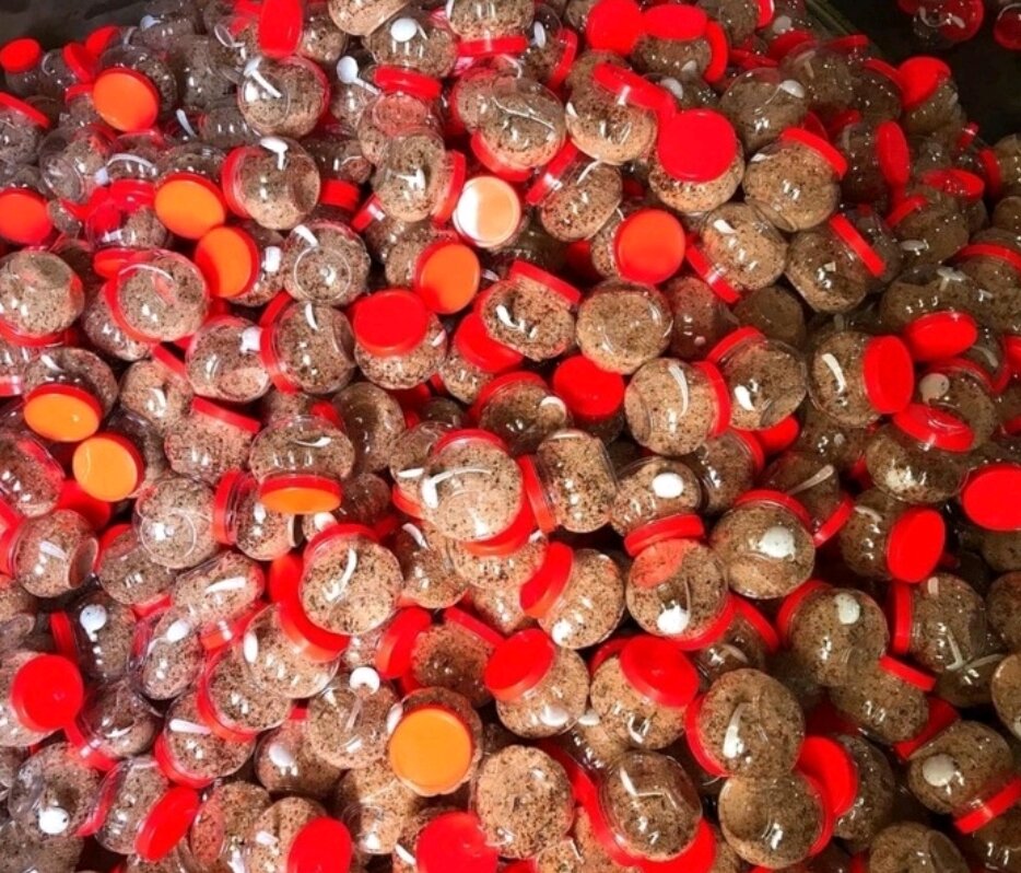 chẩm chéo khô Tây Bắc