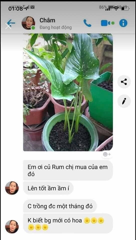 Củ hoa Rum (5 củ giá sỉ)