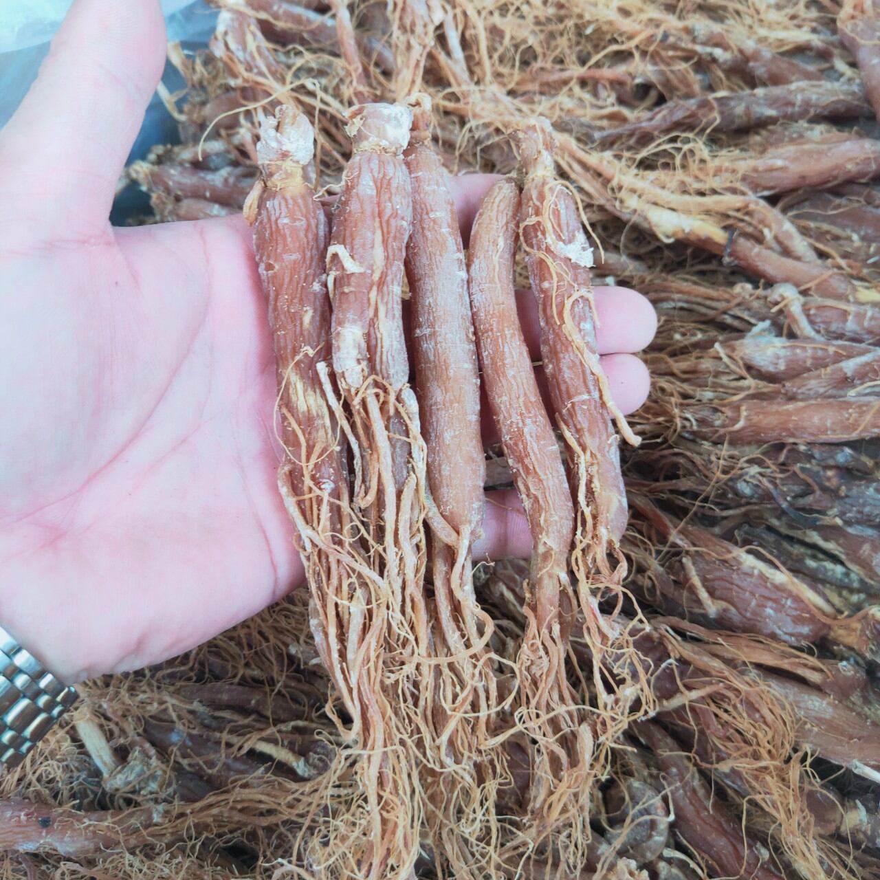 100gr củ nhân sâm khô