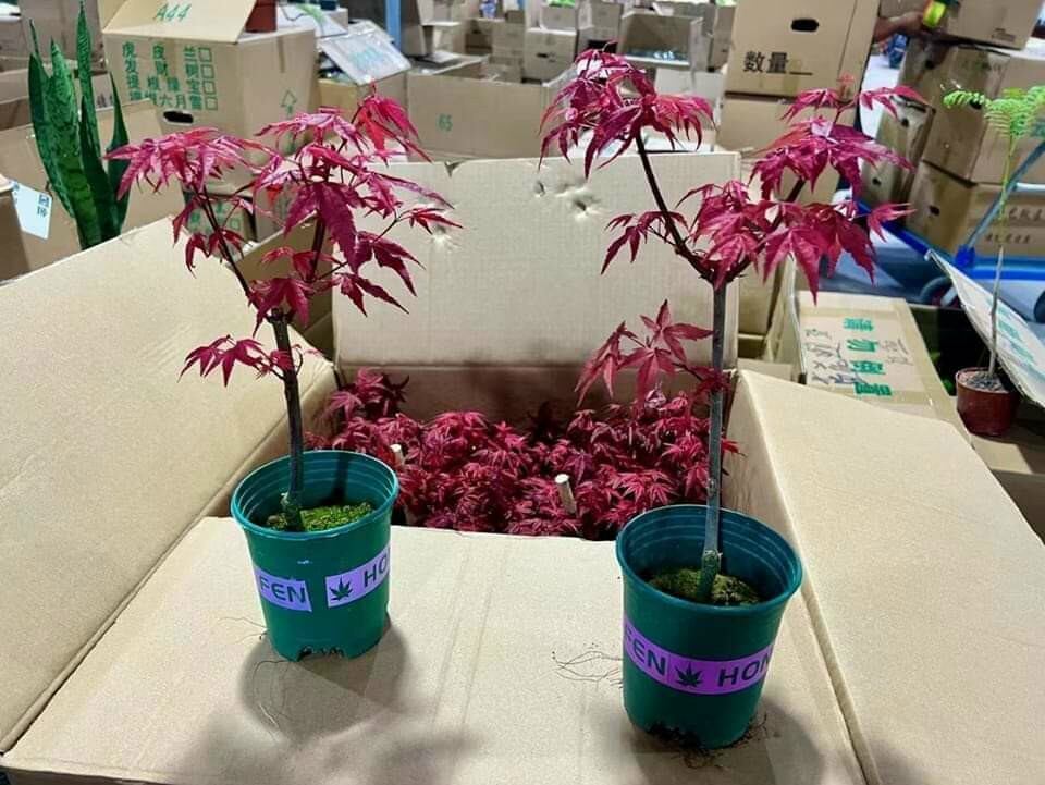 Cây kiểng lá Phong lá đỏ