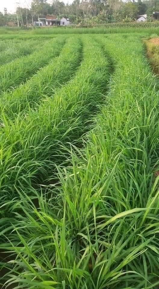 mombasa (cỏ sả lá lớn )100g thái lan