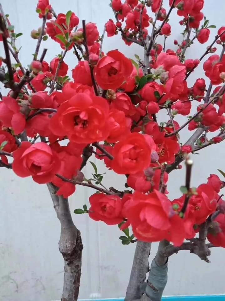 Cây giống mai đỏ xứ cây kiểng 1 cây