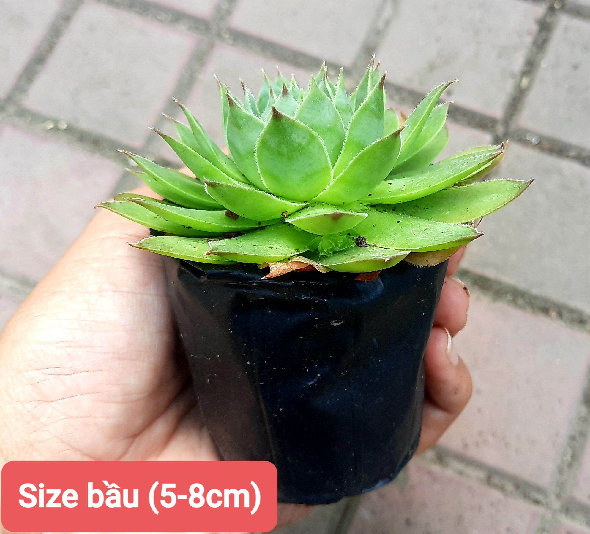 Sen đá PHẬT BÀ size bầu
