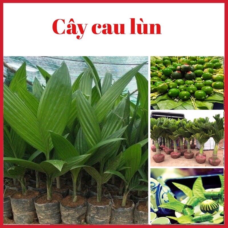 Cau Lùn Tứ Quý, Cho Quả Qunh Năm, ảnh thật, cau lùn, cau tứ quý, cây giống cau, cây cau