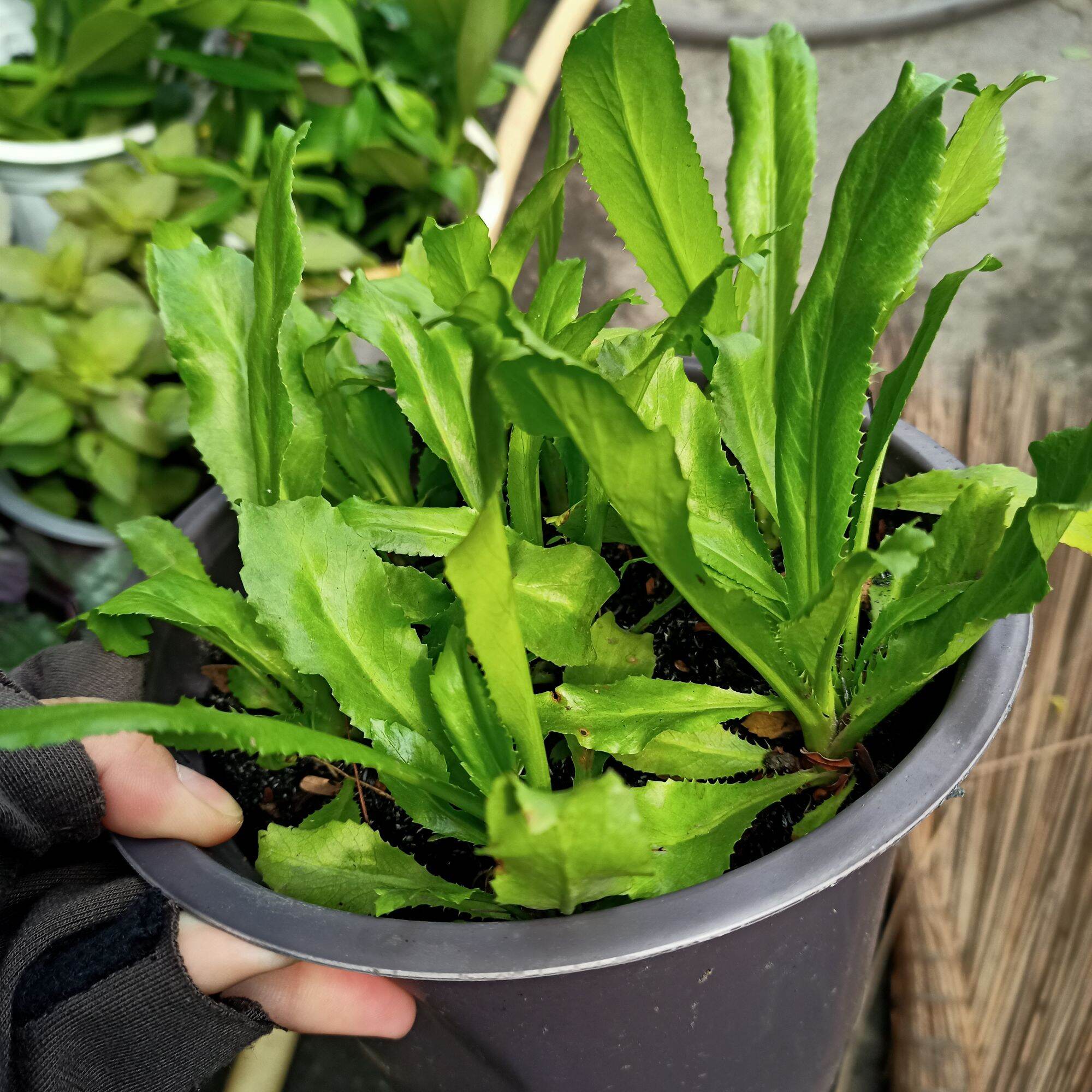 Chậu rau ngò gai