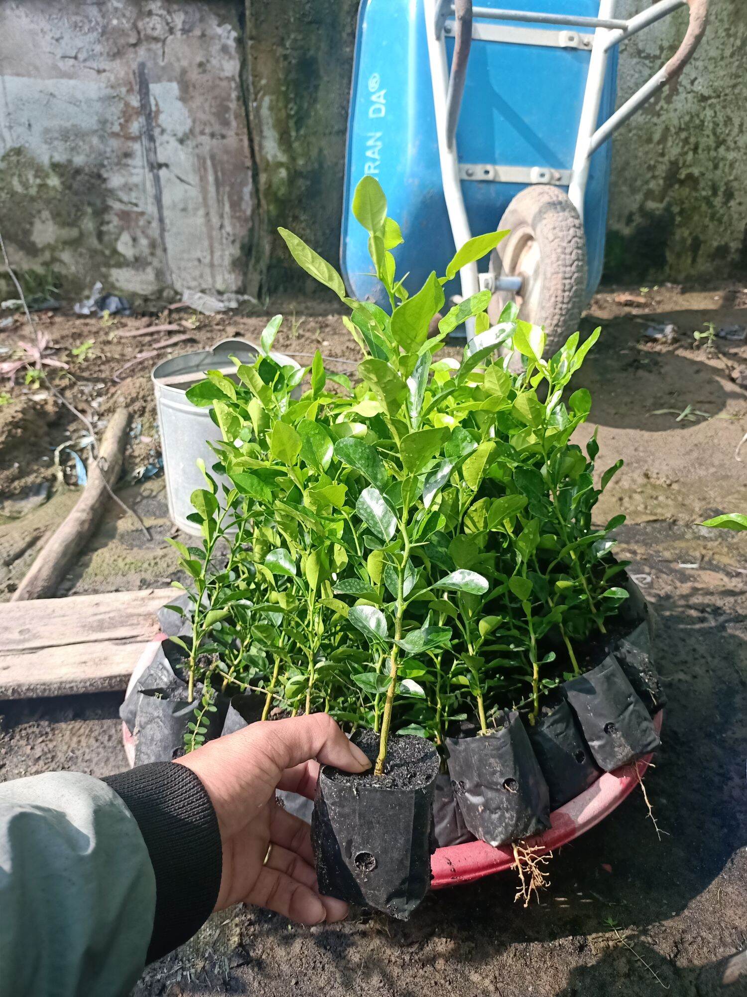 cây chúc giống 2cây