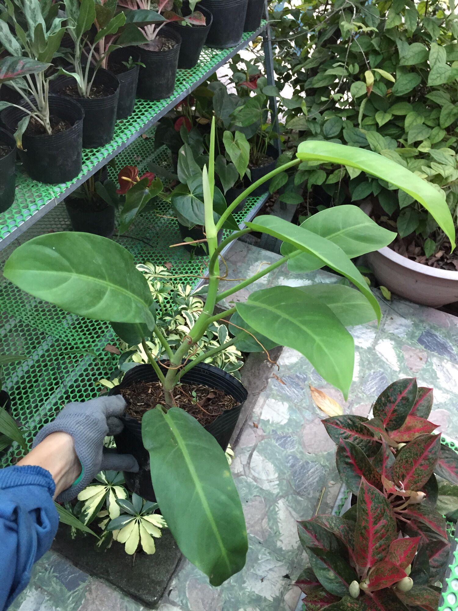 Cây trầu bà trụ lá xanh