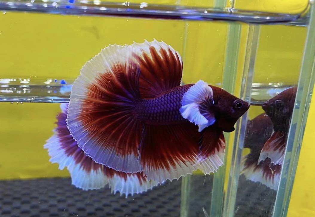 Betta đumbo lavender Halfmoon trống đẹp