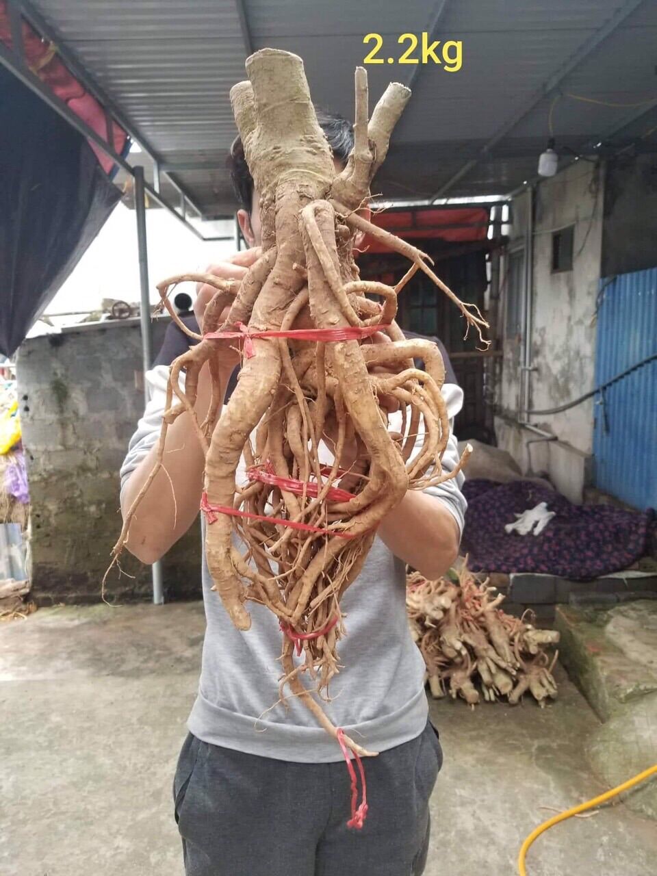 Đinh lăng Tây Bắc 400k/củ 2kg