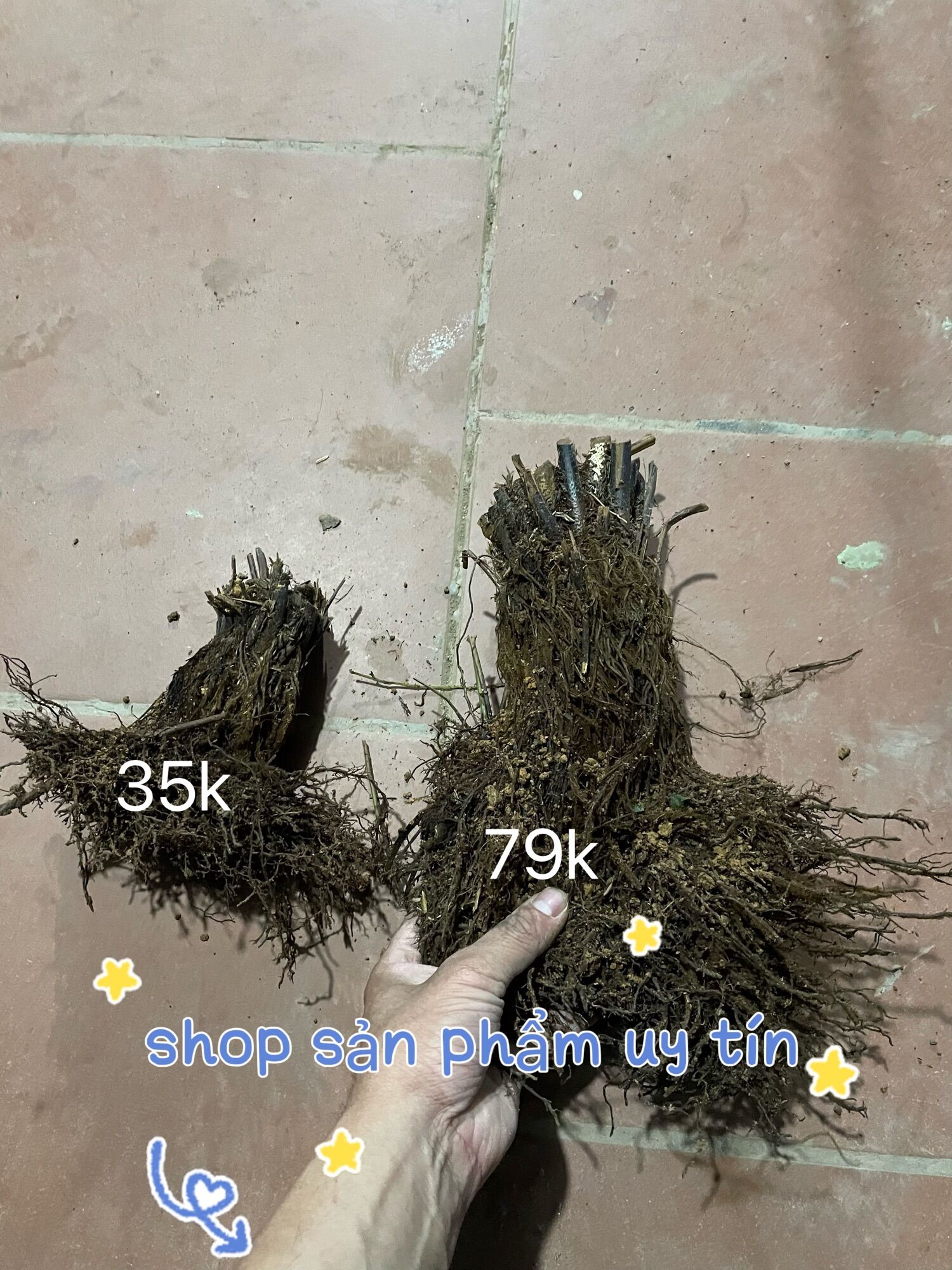 Dương xỉ thân gỗ gốc đẹp